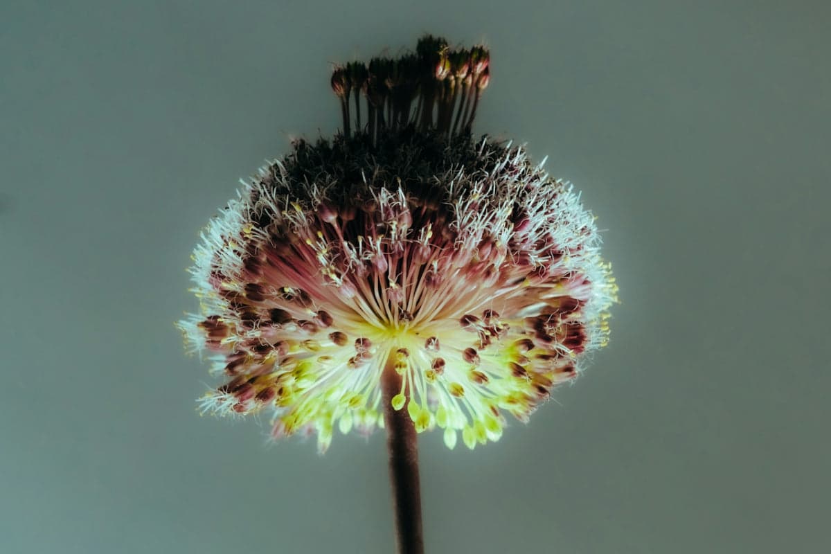 About The Histamine-ADHD Link