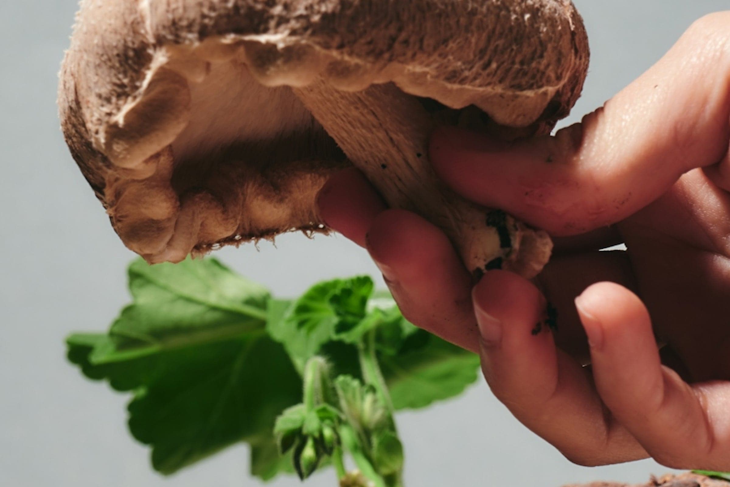 Mushrooms For Mental Health