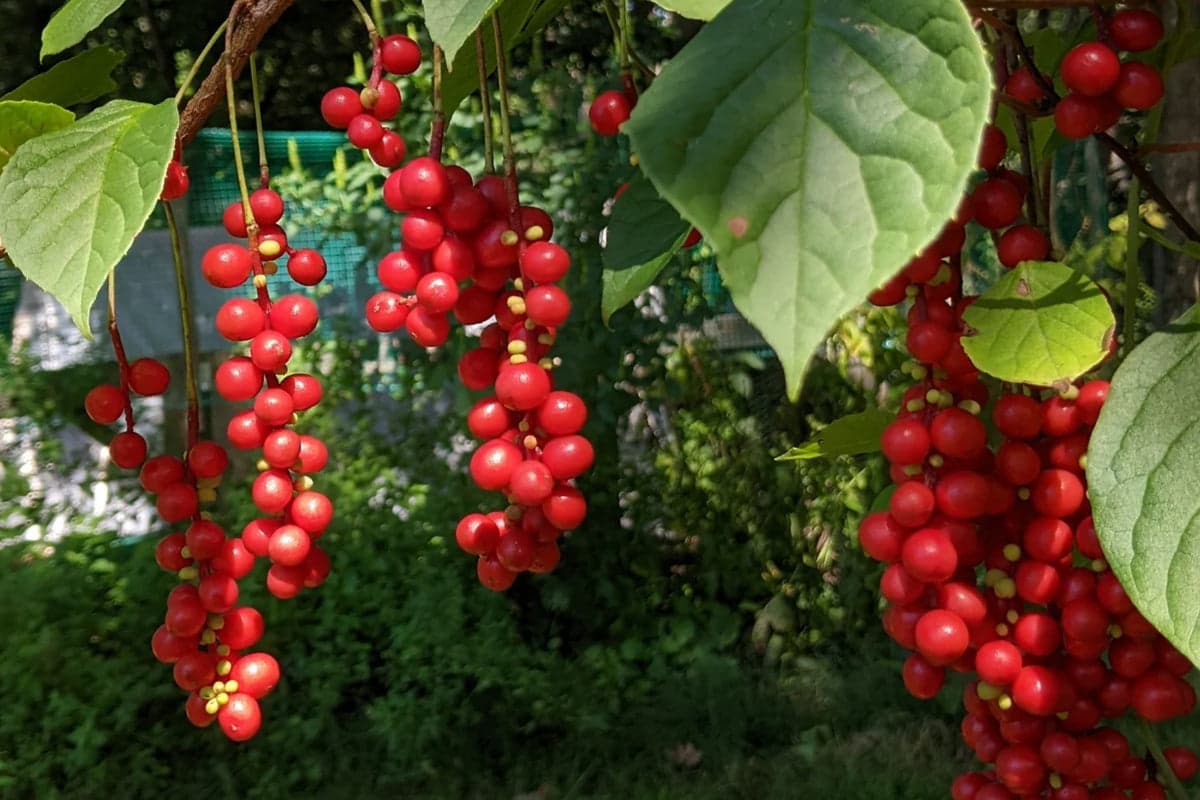 The Power Of The Schisandra Berry: A Herbal Hero For Beauty And Women's Health
